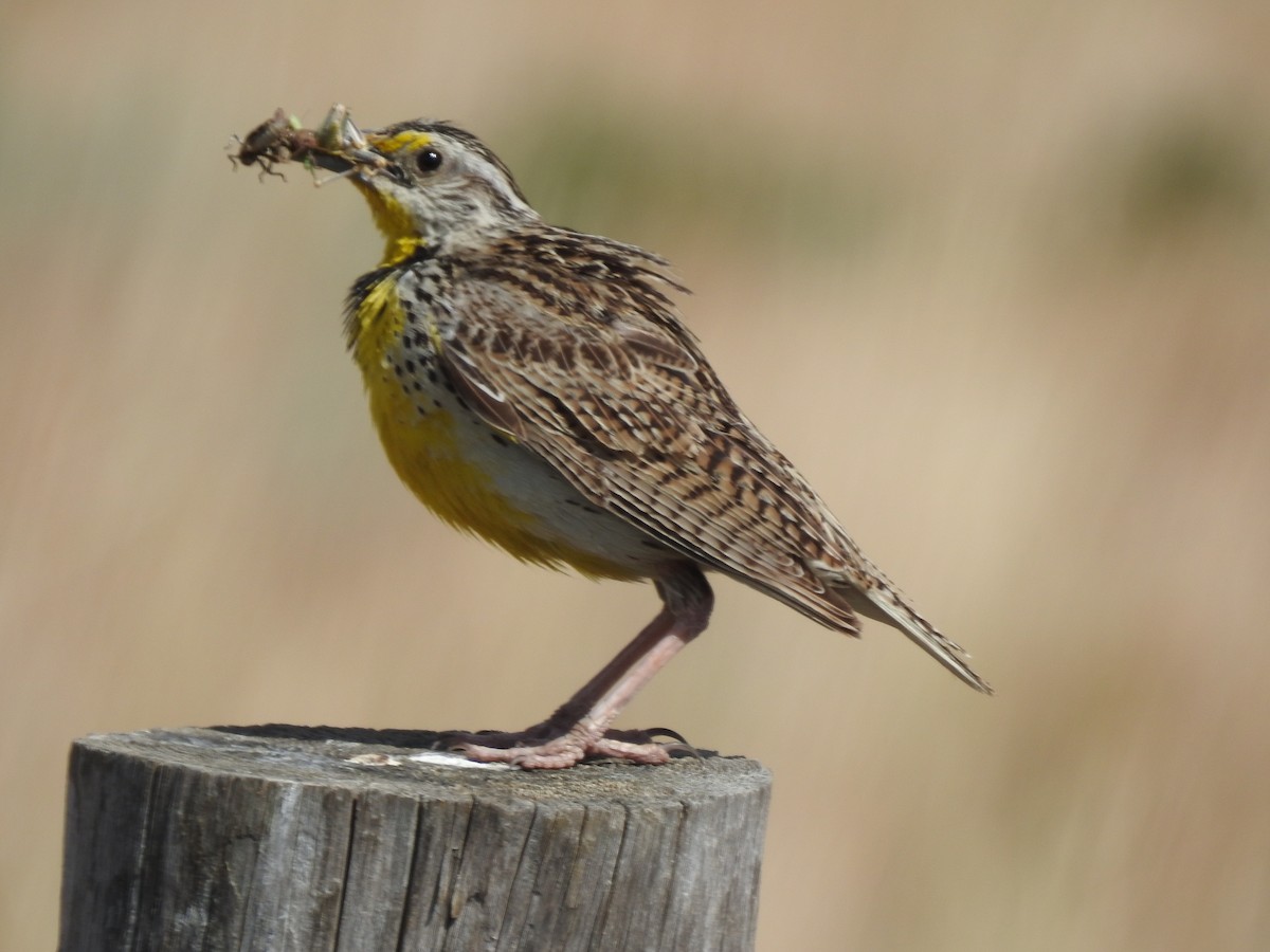 Western Meadowlark - ML627589258
