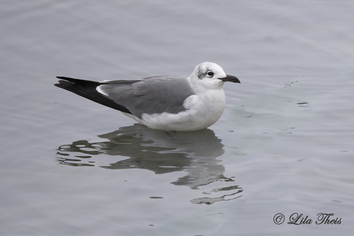 Mouette atricille - ML627589319