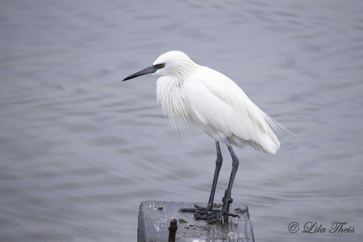 Aigrette roussâtre - ML627589407