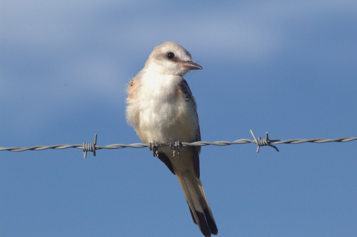 Scissor-tailed Flycatcher - ML627589471