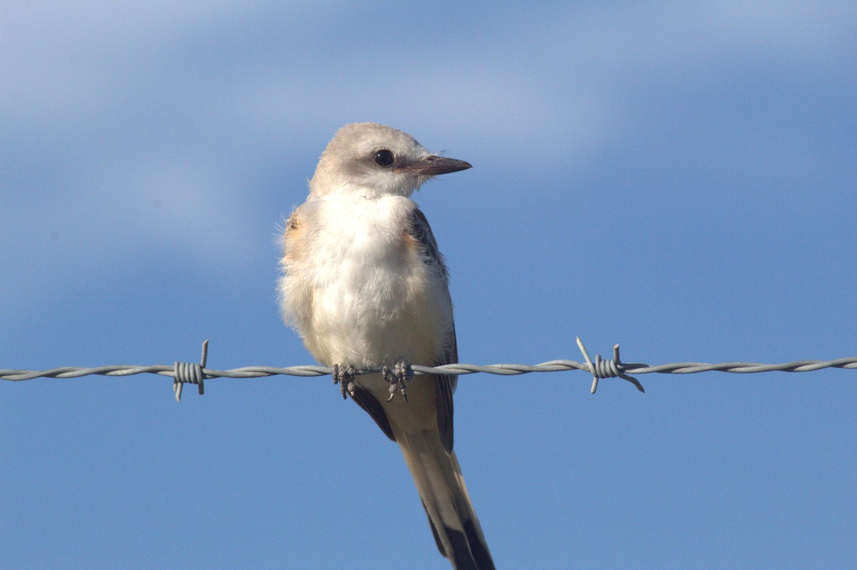 Scissor-tailed Flycatcher - ML627589472