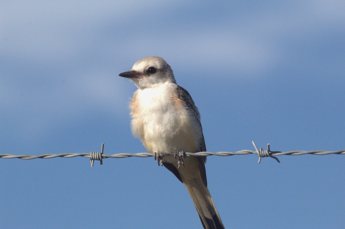 Scissor-tailed Flycatcher - ML627589473