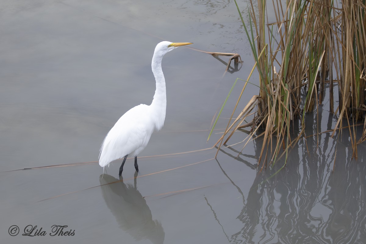 Grande Aigrette - ML627589481