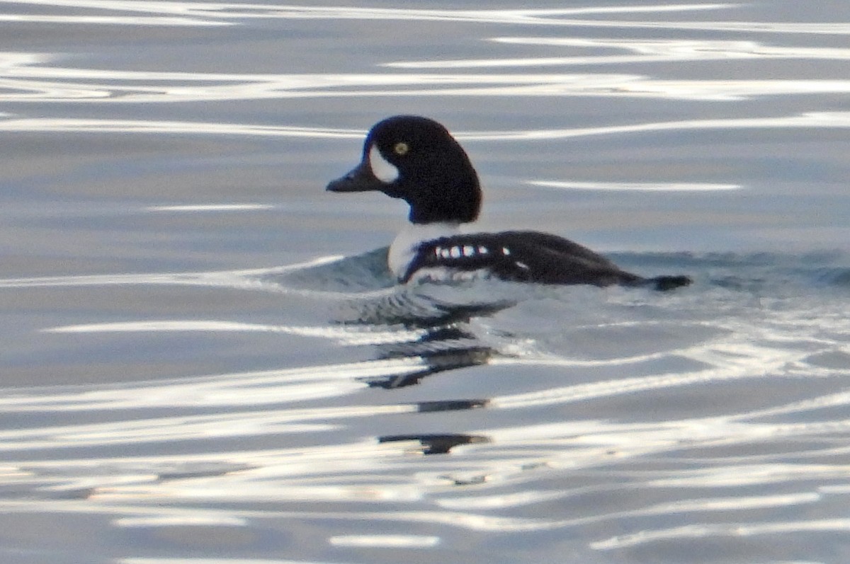 Barrow's Goldeneye - ML627589483
