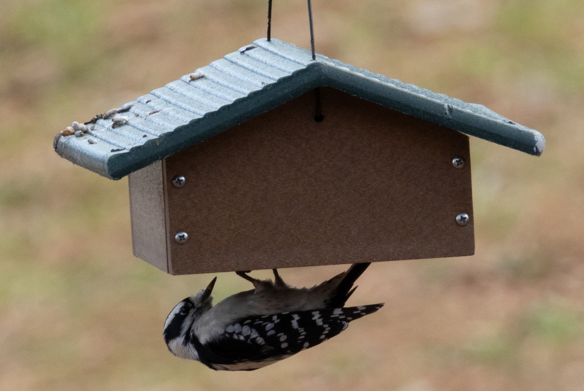 Downy Woodpecker - ML627589489