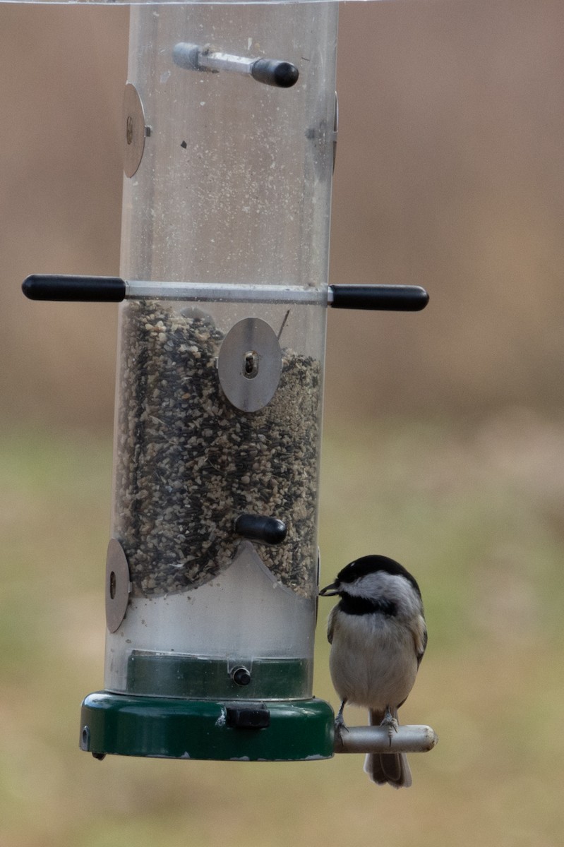 Carolina Chickadee - ML627589523