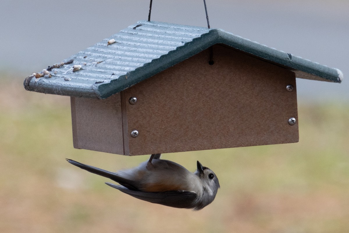 Tufted Titmouse - ML627589544