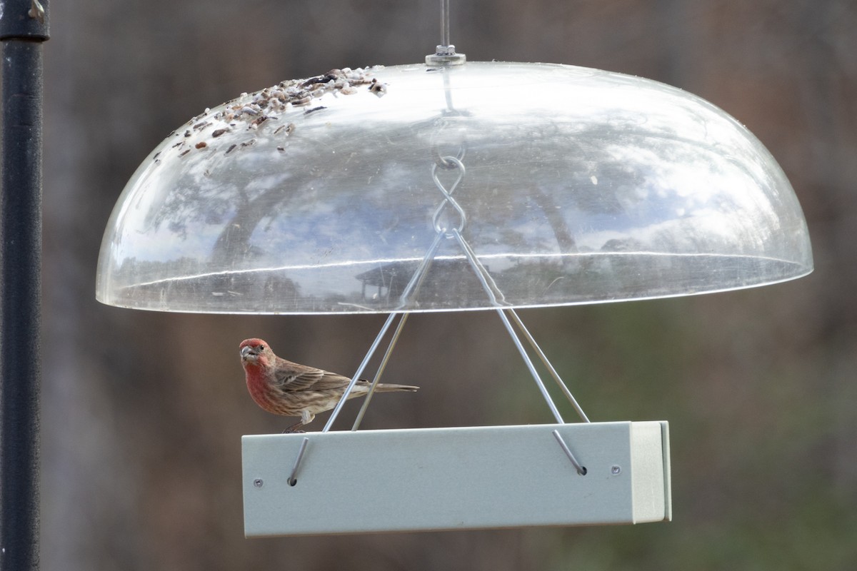 House Finch - ML627589751