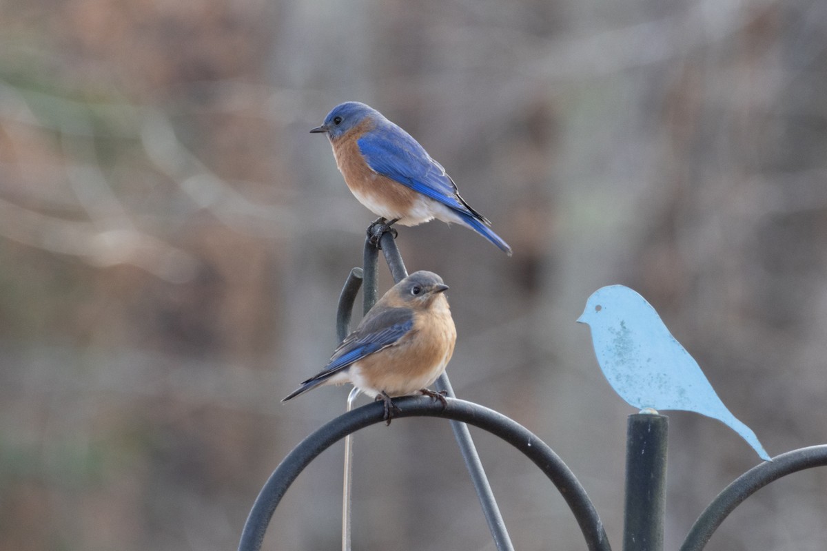 Eastern Bluebird - ML627589793