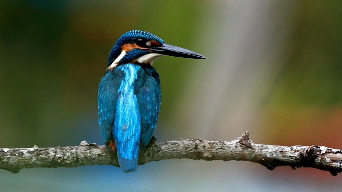 Common Kingfisher - ML627589821
