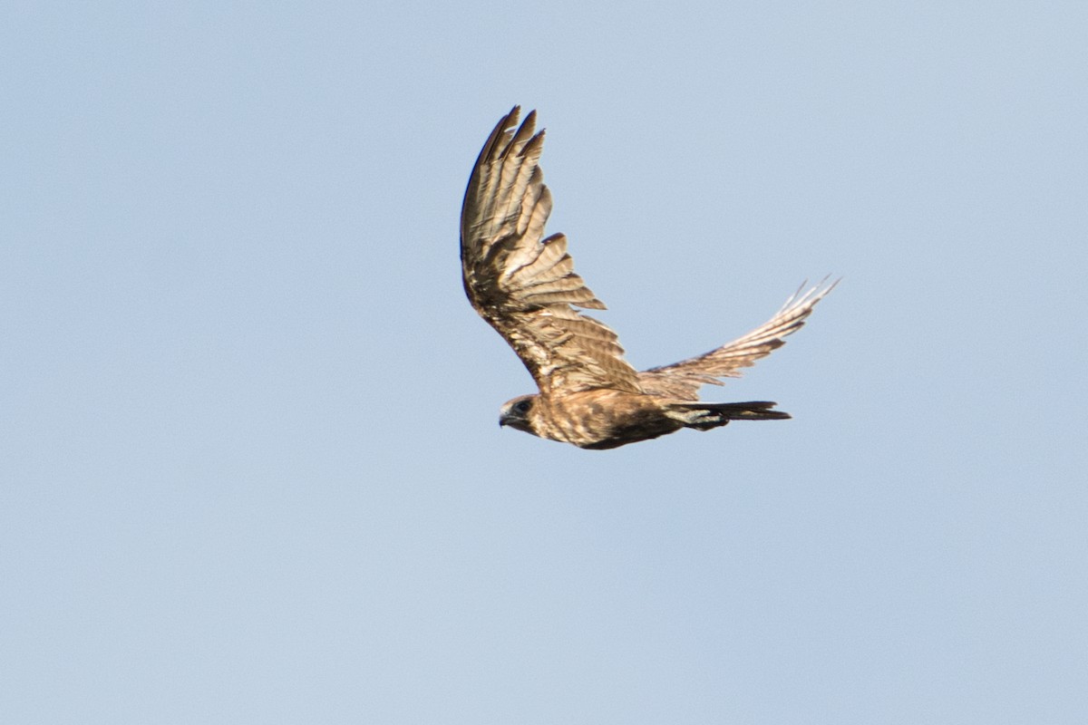 Brown Falcon - ML627590152