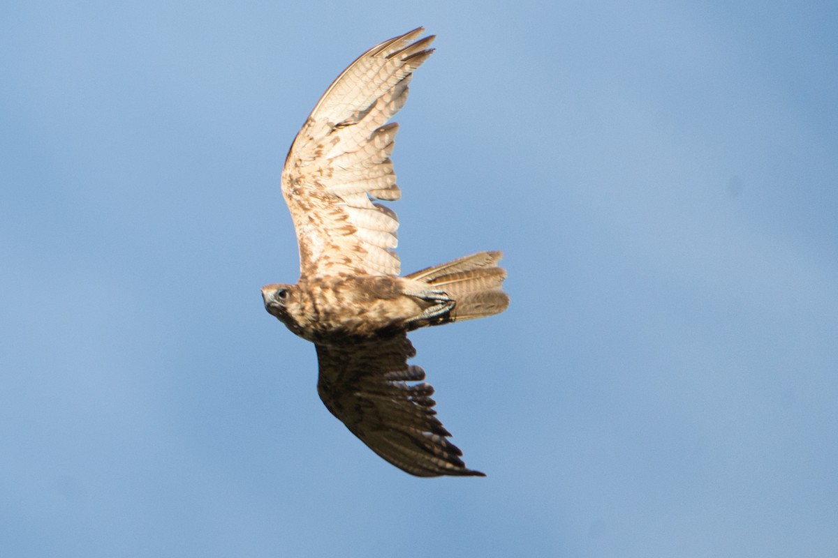 Brown Falcon - ML627590154