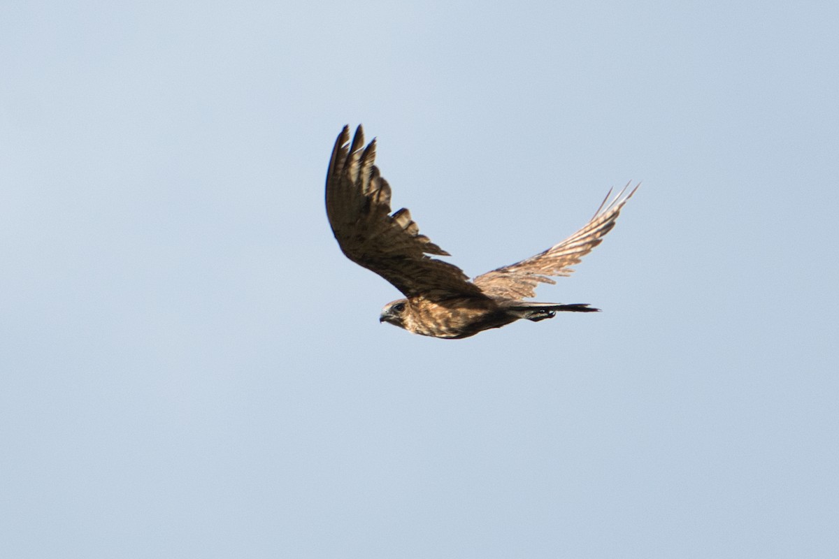 Brown Falcon - ML627590155