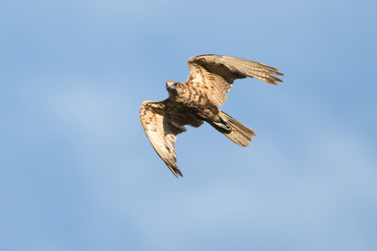 Brown Falcon - ML627590156