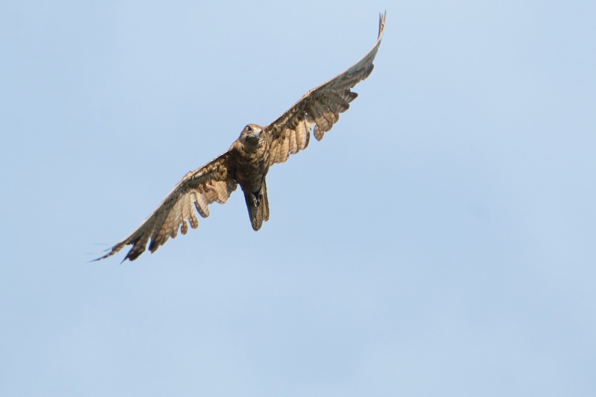 Brown Falcon - ML627590157