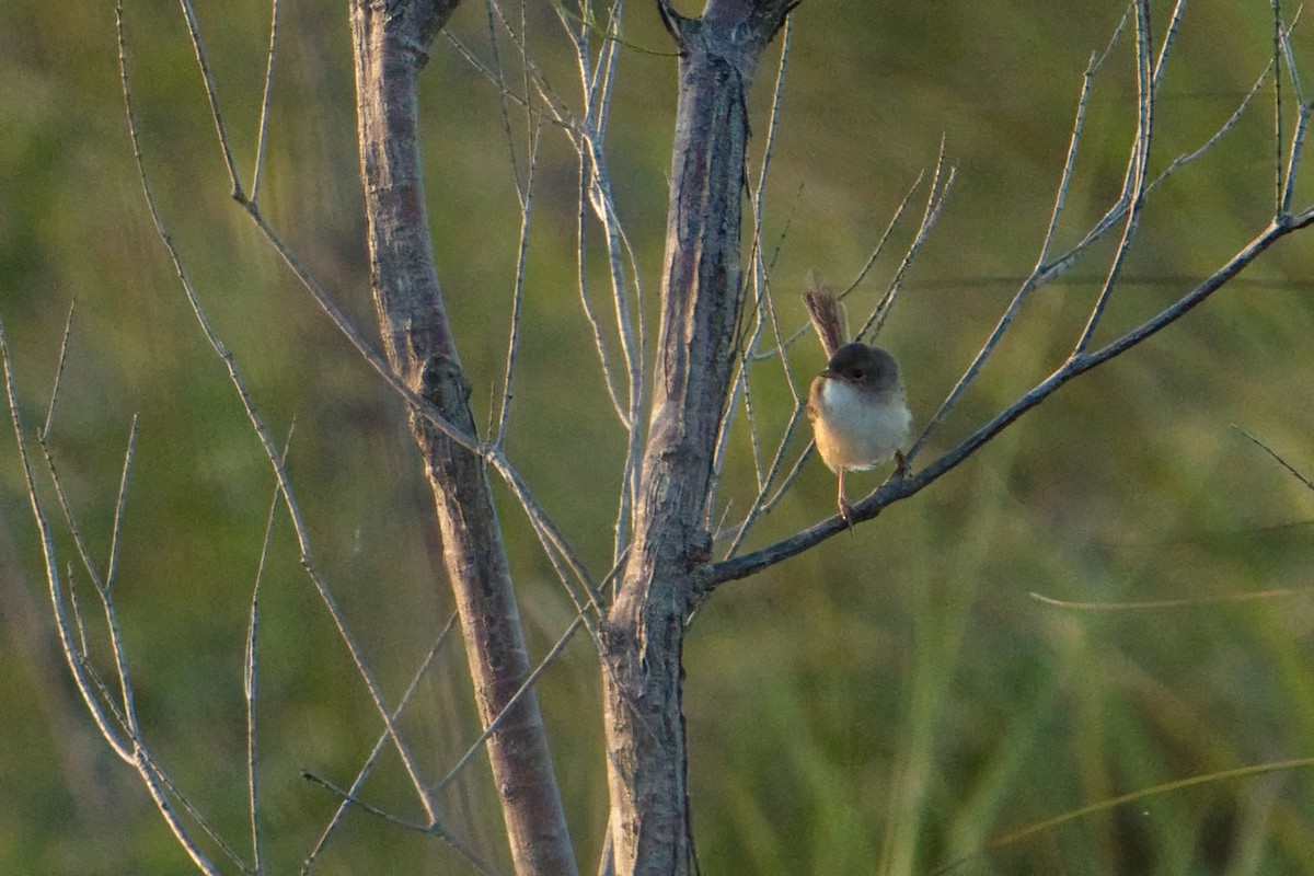 Red-backed Fairywren - ML627590366