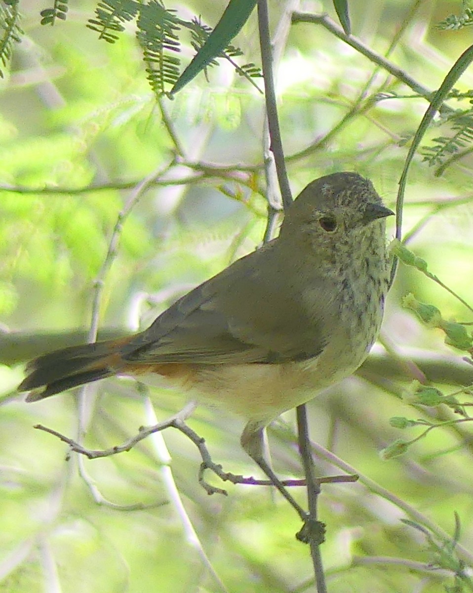 Inland Thornbill - ML627590786