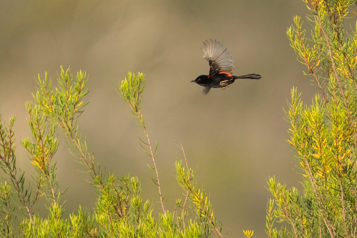 Red-backed Fairywren - ML627590909