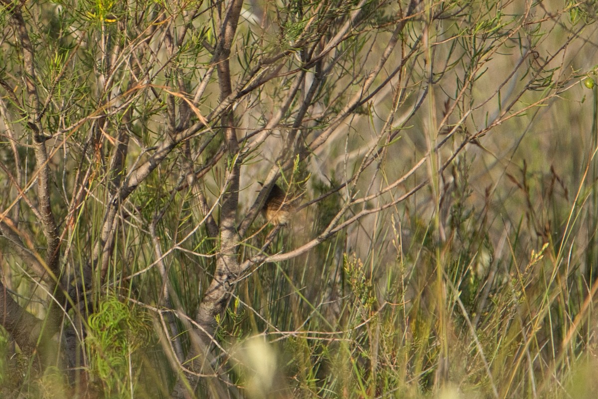 Red-backed Fairywren - ML627590910