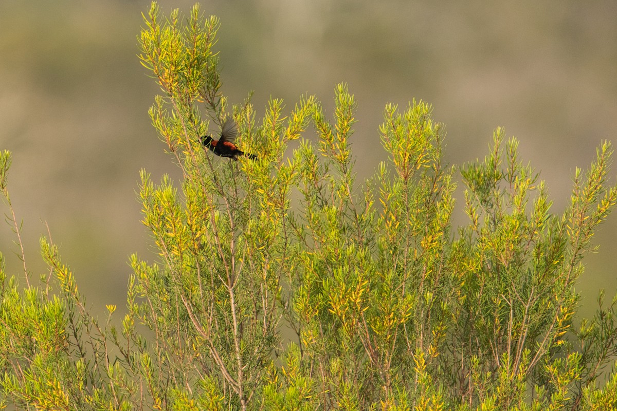 Red-backed Fairywren - ML627590911