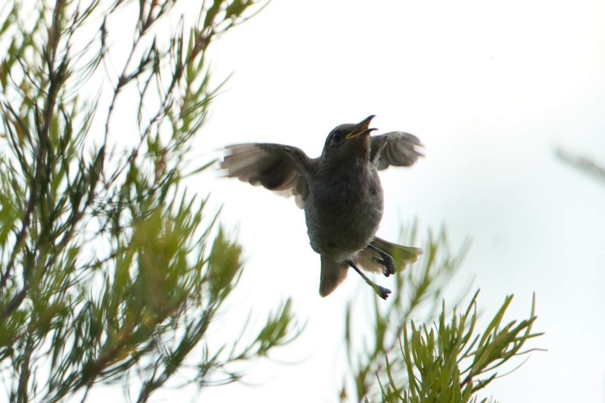 Brown Honeyeater - ML627590922