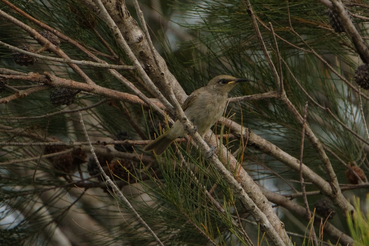 Brown Honeyeater - ML627590923