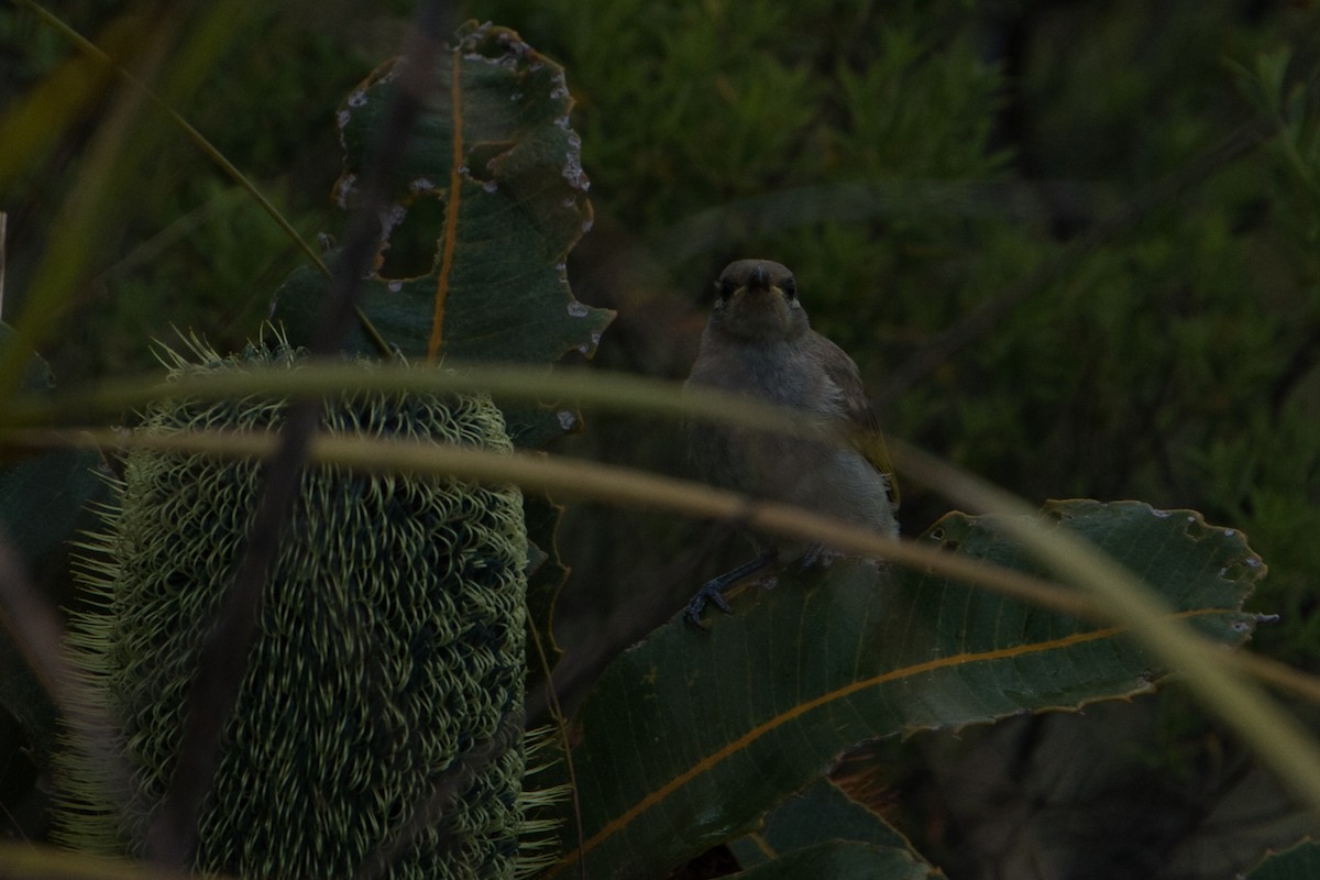 Brown Honeyeater - ML627590924