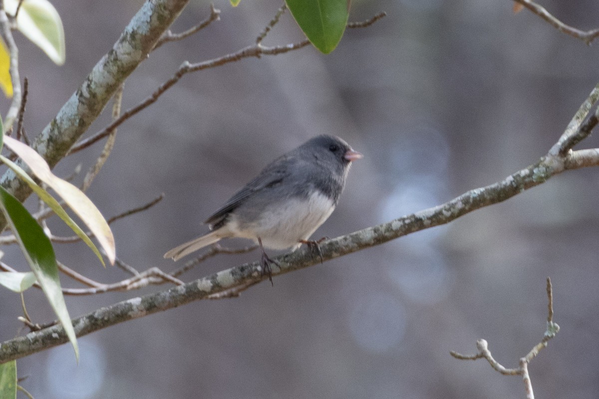 Dark-eyed Junco - ML627590947