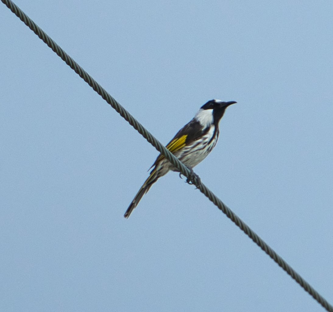 White-cheeked Honeyeater - ML627590952