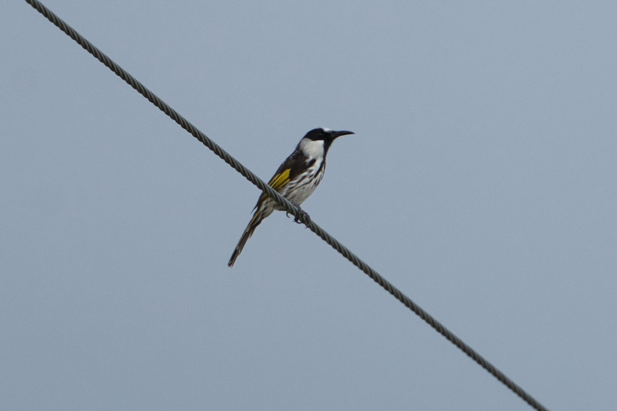 White-cheeked Honeyeater - ML627590953