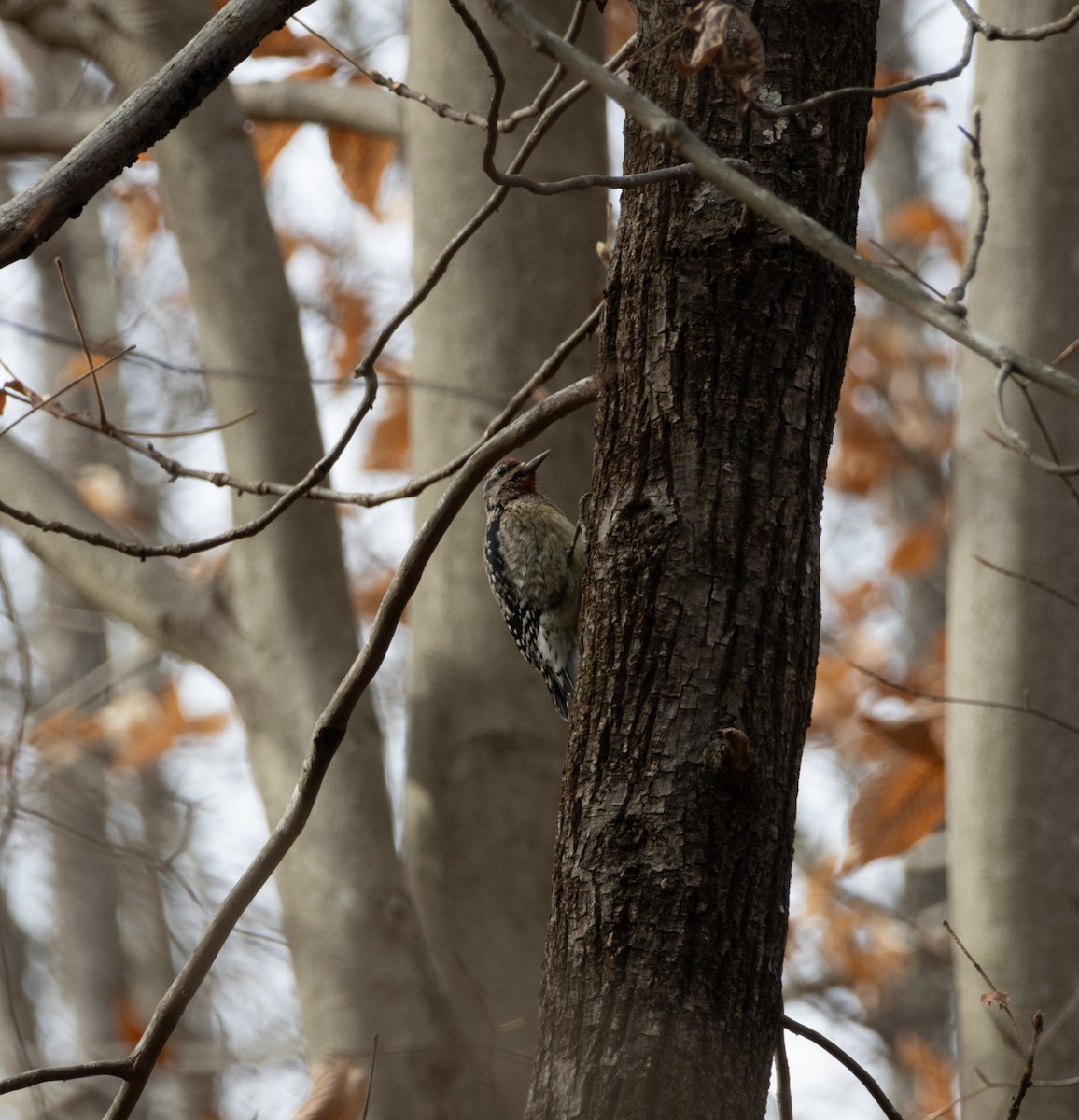 Hairy Woodpecker - ML627590967