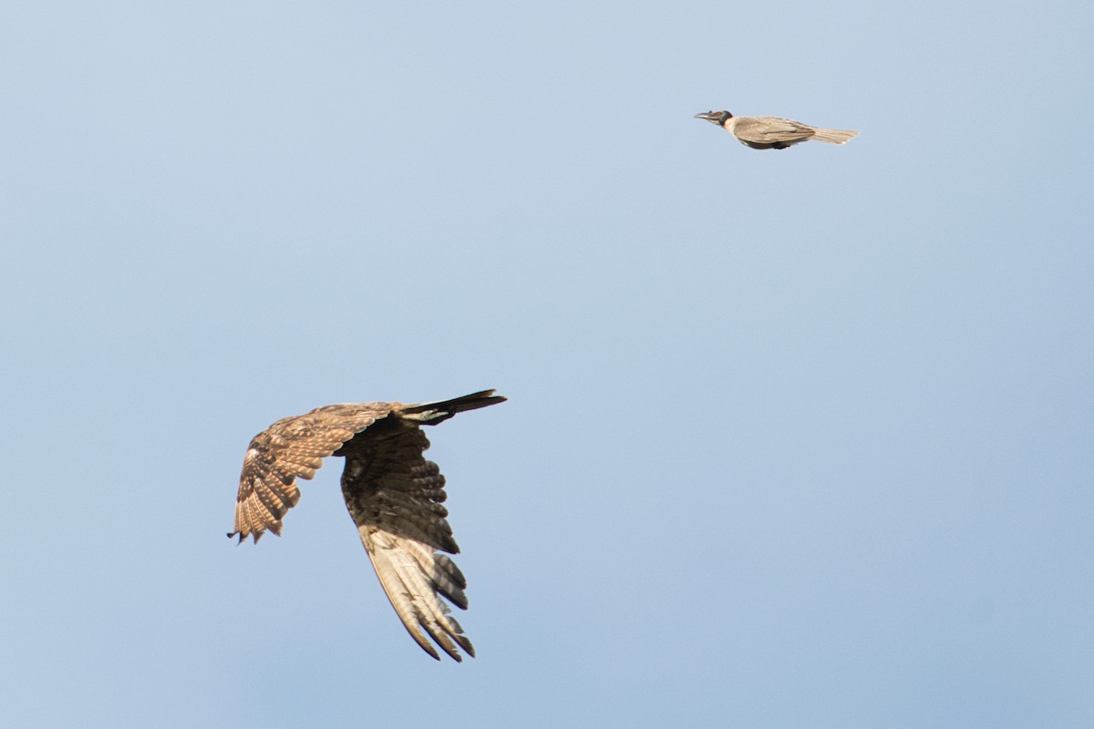 Noisy Friarbird - ML627590969