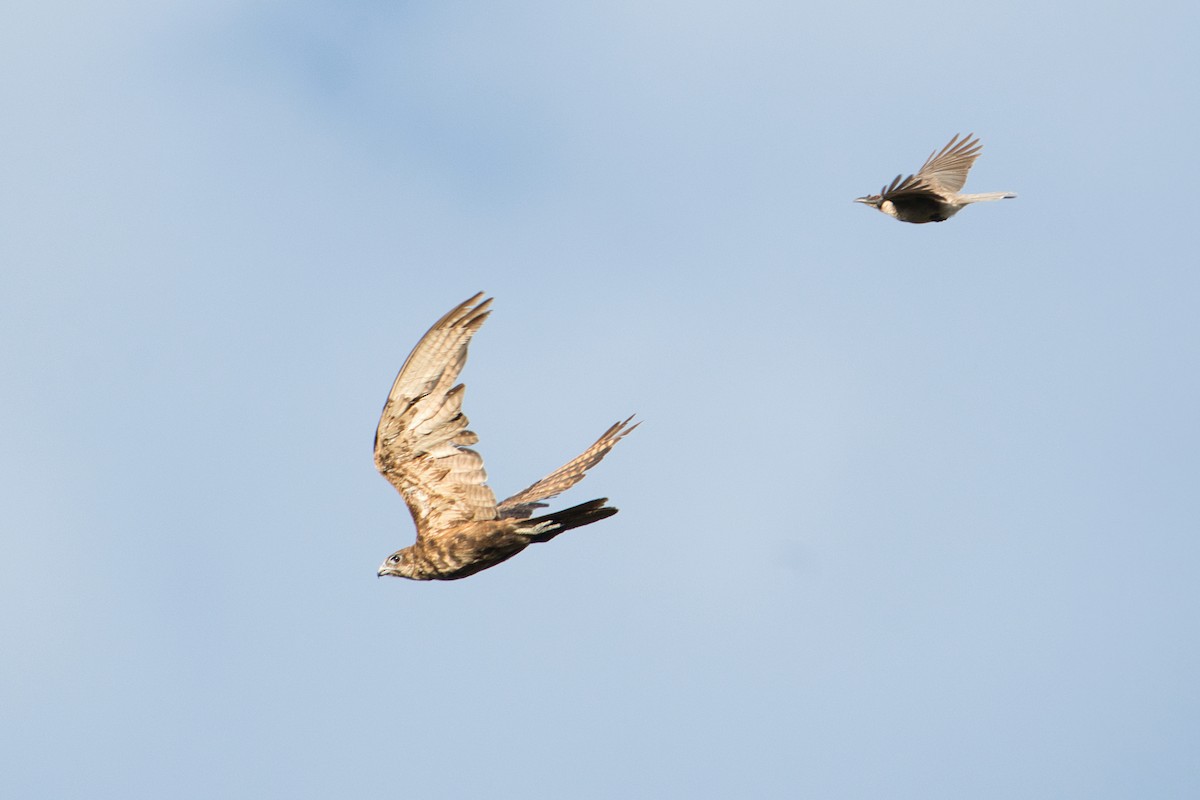 Noisy Friarbird - ML627590970