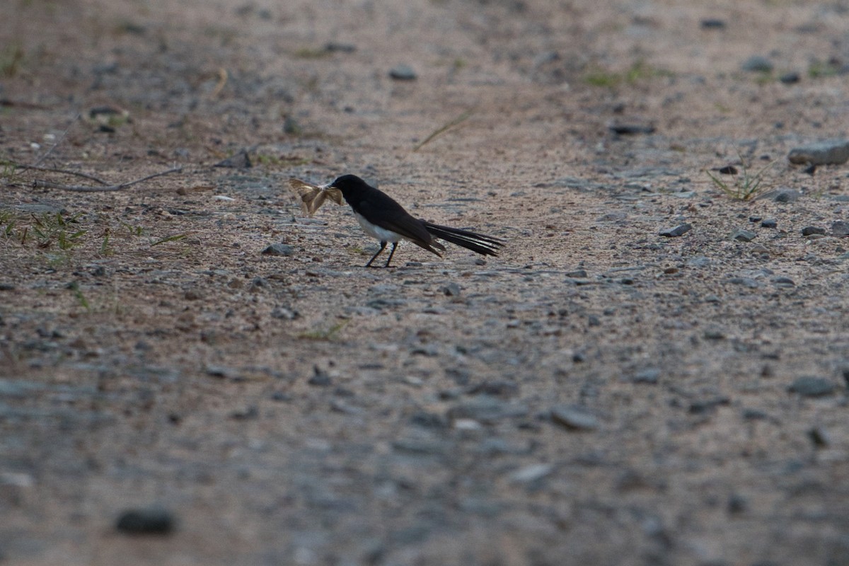 Willie-wagtail - ML627591002