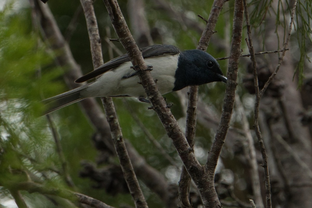 Leaden Flycatcher - ML627591019