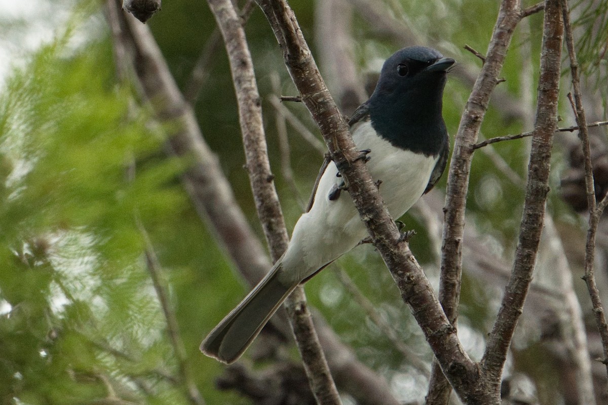 Leaden Flycatcher - ML627591020