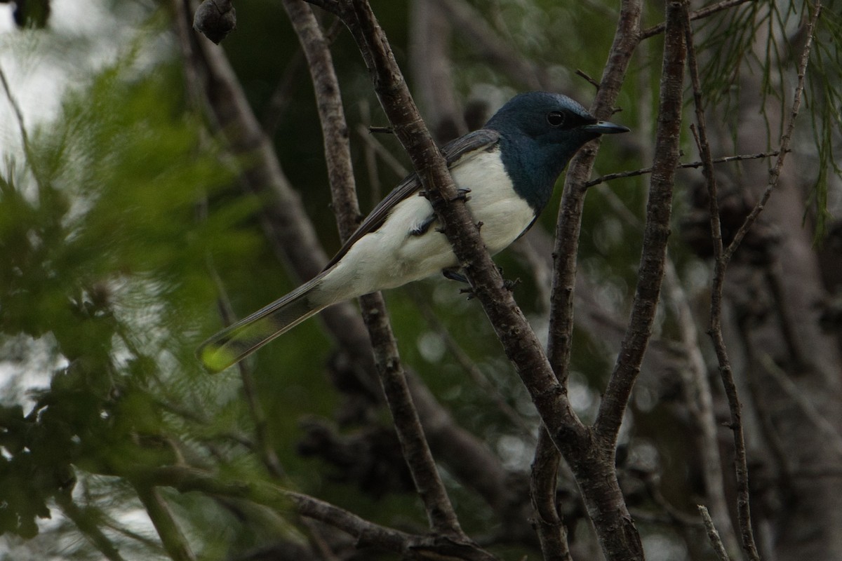 Leaden Flycatcher - ML627591021