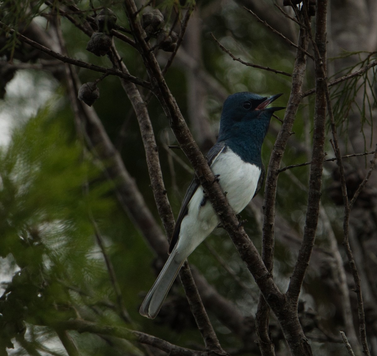 Leaden Flycatcher - ML627591023