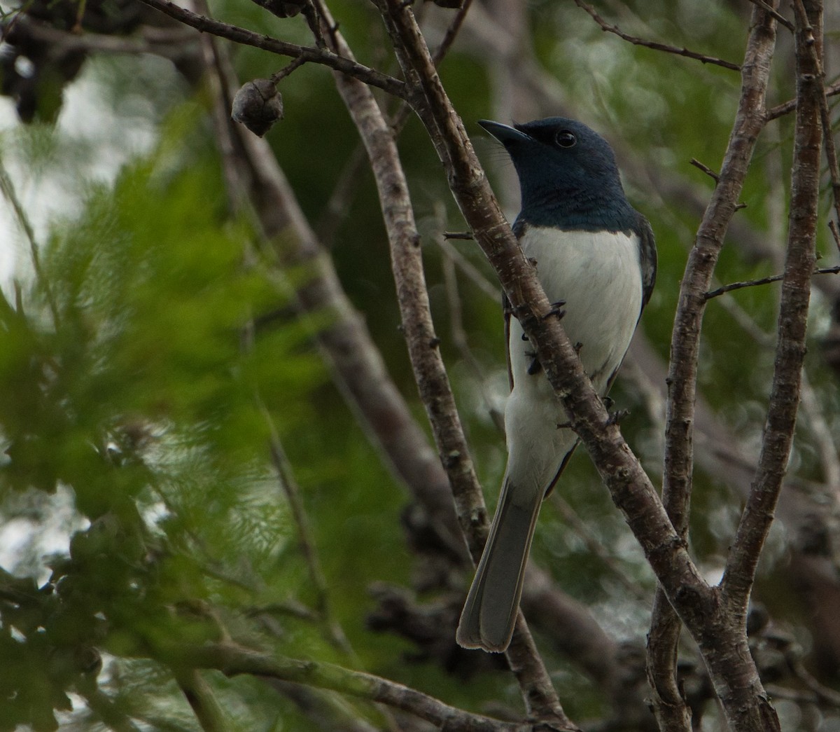 Leaden Flycatcher - ML627591024