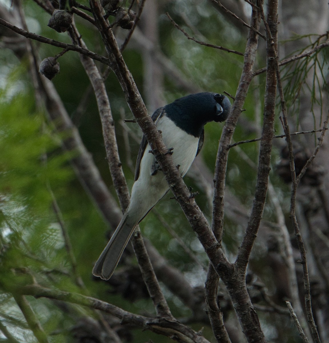 Leaden Flycatcher - ML627591025