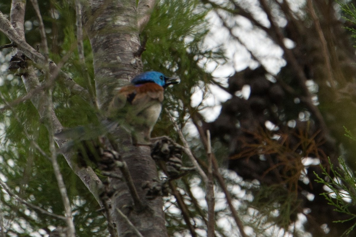 Variegated Fairywren - ML627591133