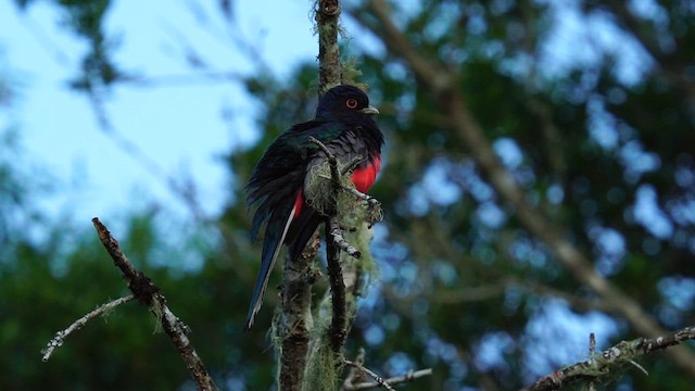 Surucua Trogon - ML627591272