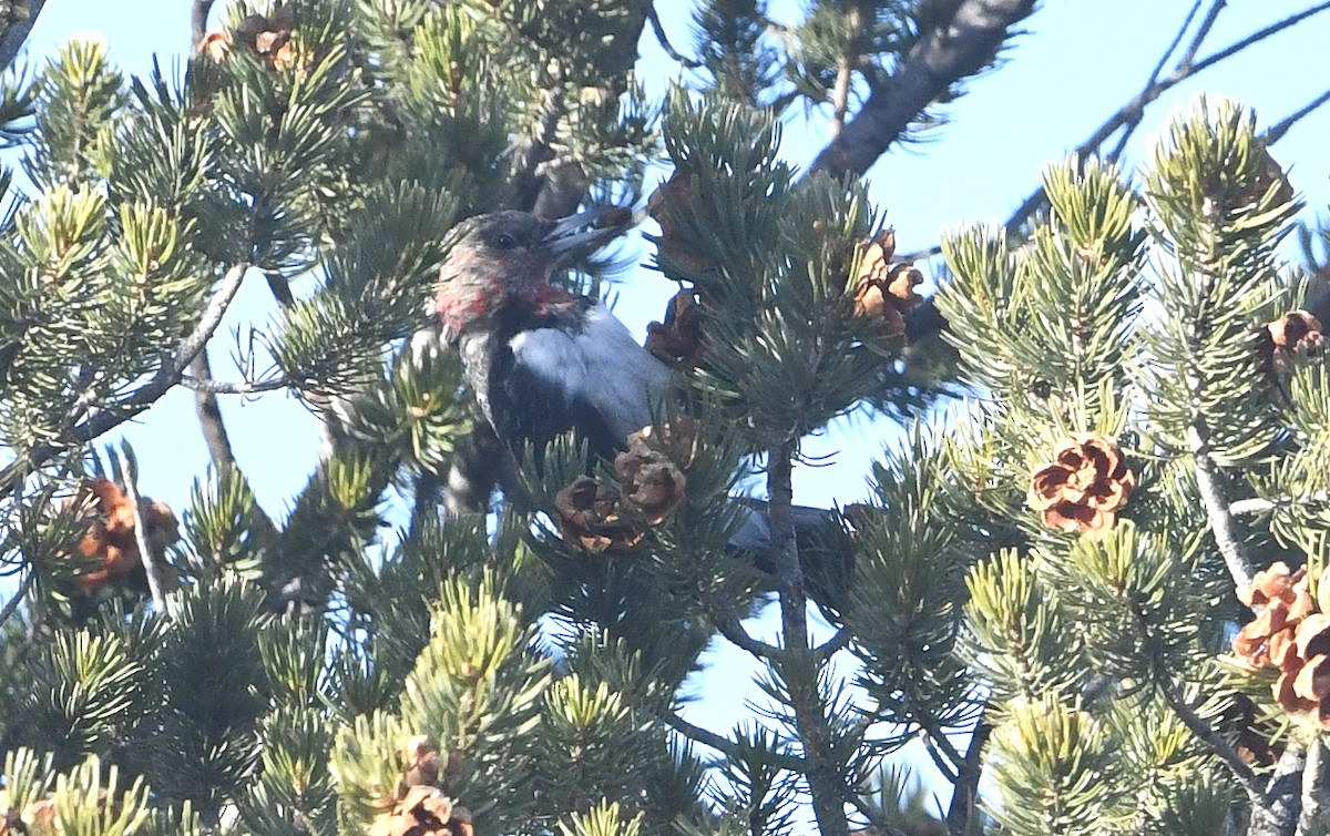 Red-headed Woodpecker - ML627591446