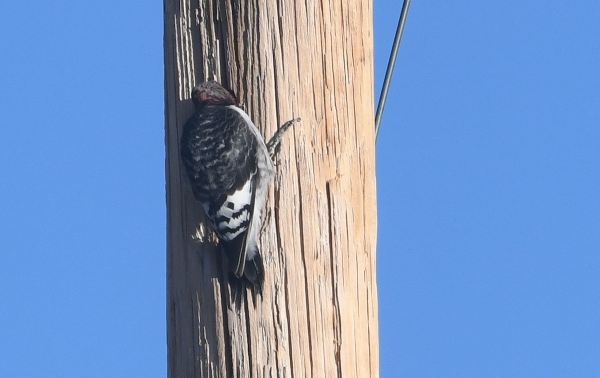 Red-headed Woodpecker - ML627591689