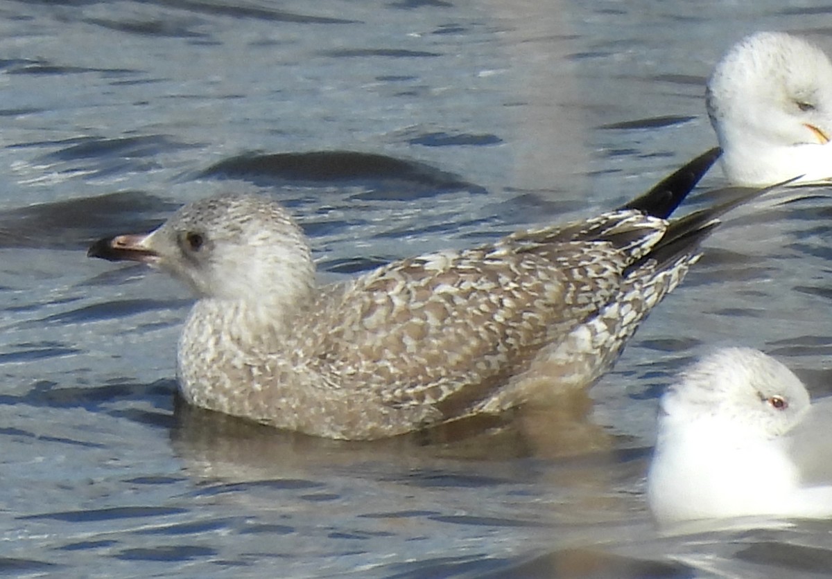 Larus sp. - ML627591799