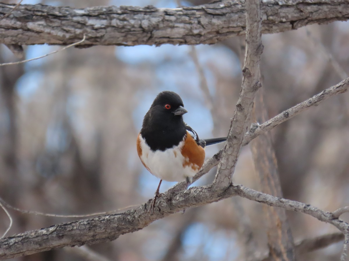 Spotted Towhee - ML627591838