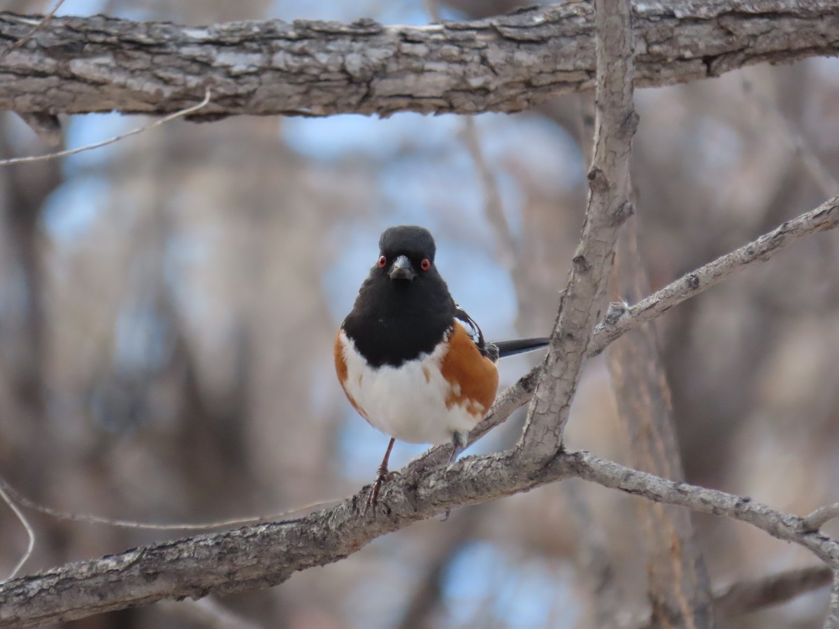 Spotted Towhee - ML627591839