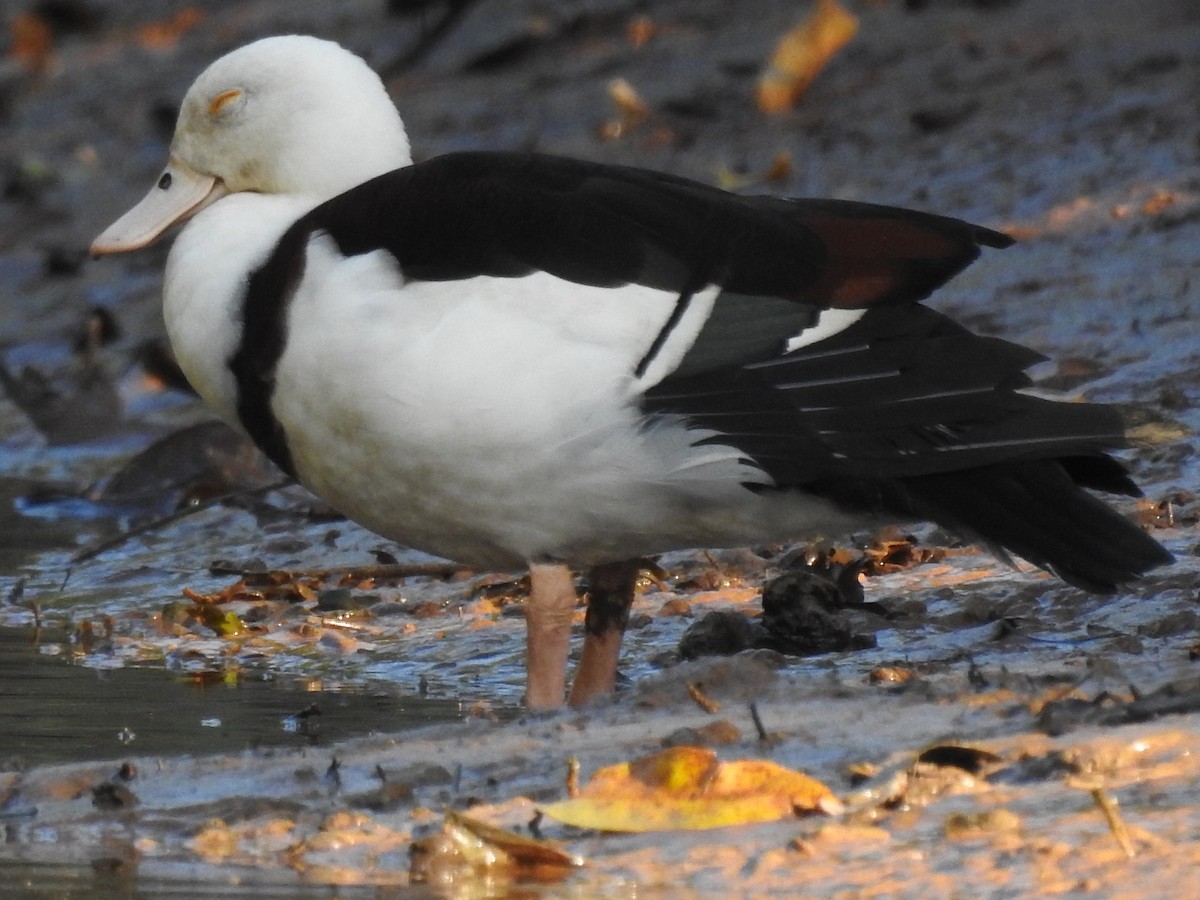 Radjah Shelduck - ML627591885