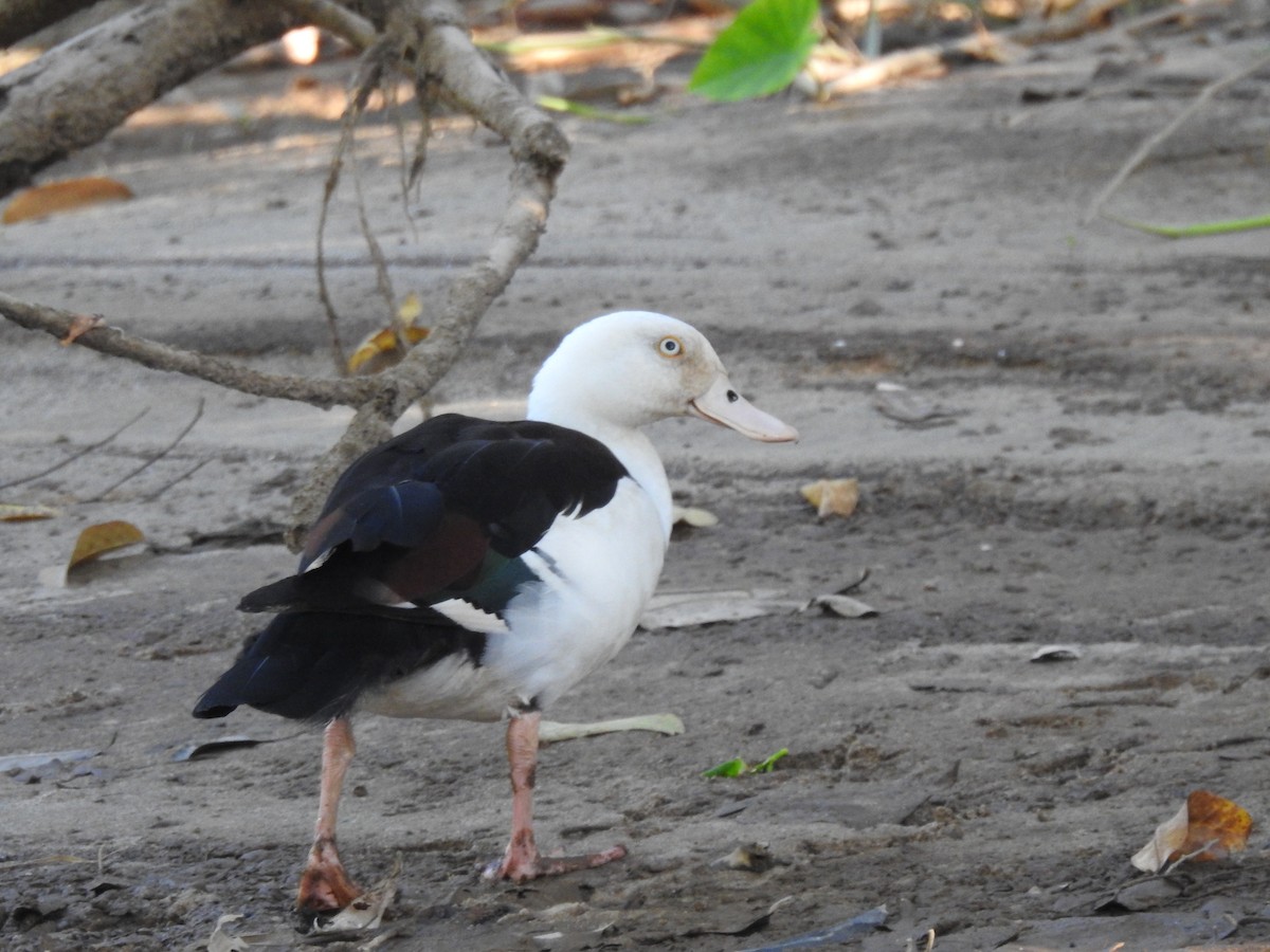 Radjah Shelduck - ML627591886