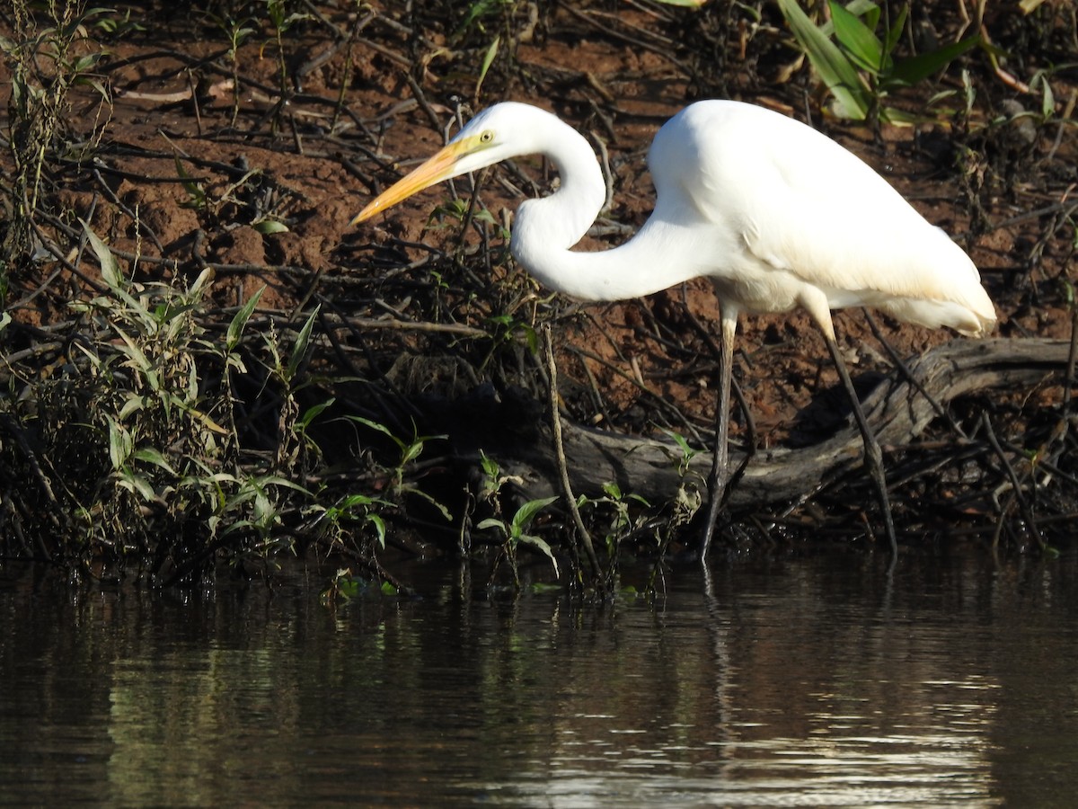 Great Egret (modesta) - ML627591906